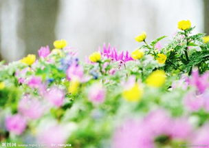 野花日本韩国视频免费8_秘密花园高清在线观看完整版--第2张